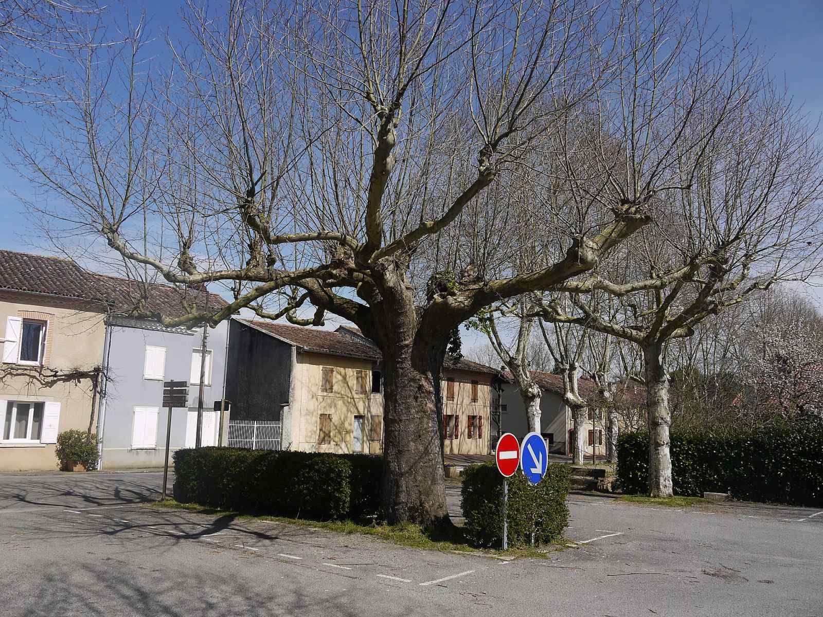 Photo de Anan