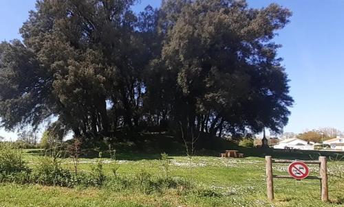 Photo de Bois-de-Céné