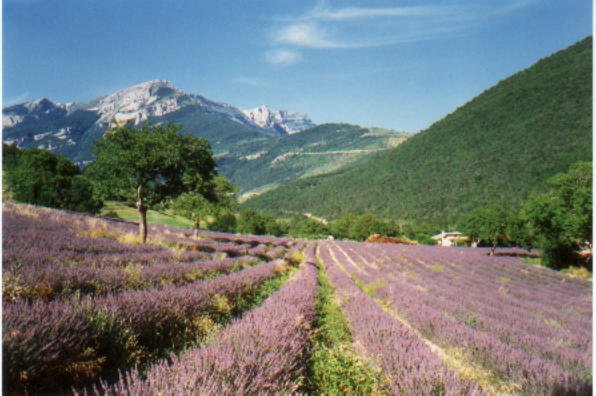 Photo de Chamaloc