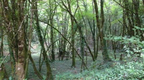 Photo de Champagnac-la-Prune