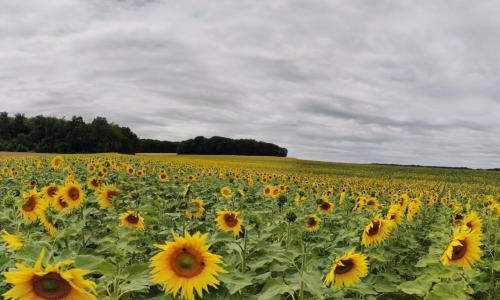 Photo de Dormelles
