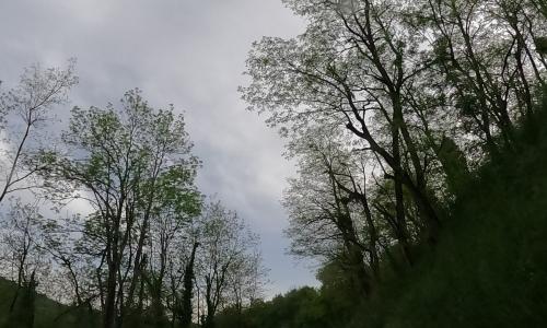 Photo de Merlas