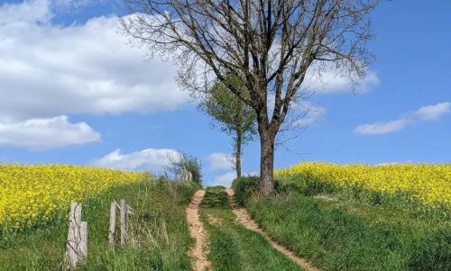 Photo de Mouzieys-Teulet