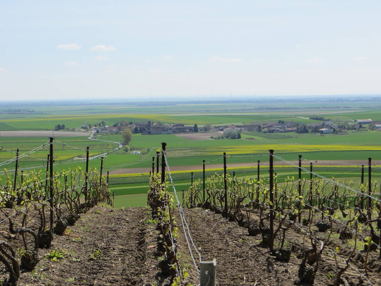 Photo de Péas