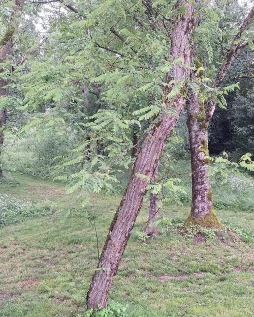 Photo de Saint-Félix-Lauragais