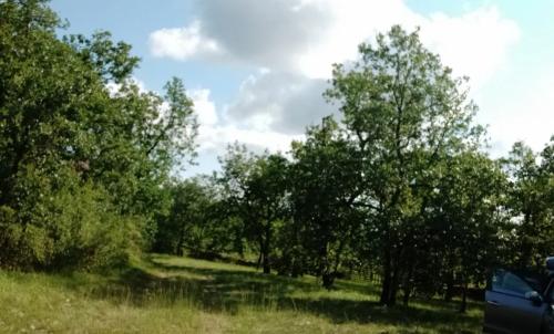 Photo de Saint-Pierre-Toirac