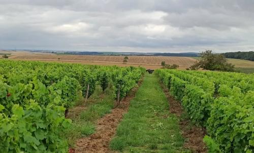 Photo de Saint-Quentin-sur-Nohain