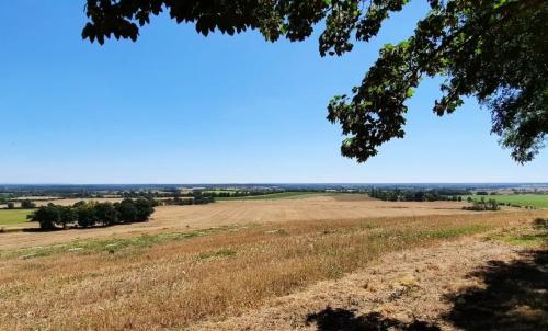 Photo de Tendron